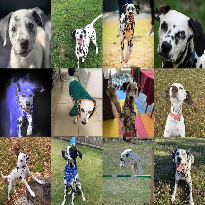 Meet Our Dogs of the Month — April
