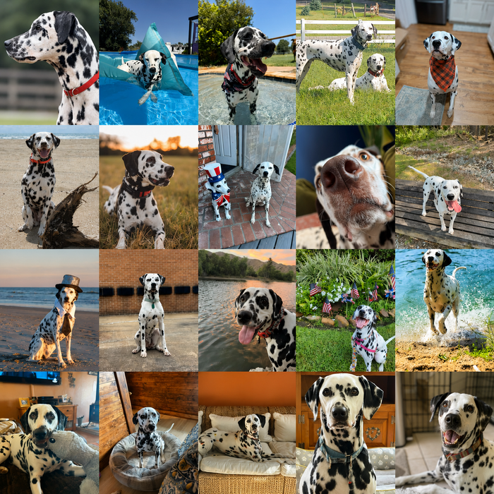 Meet Our Dogs of the Month — August 2026