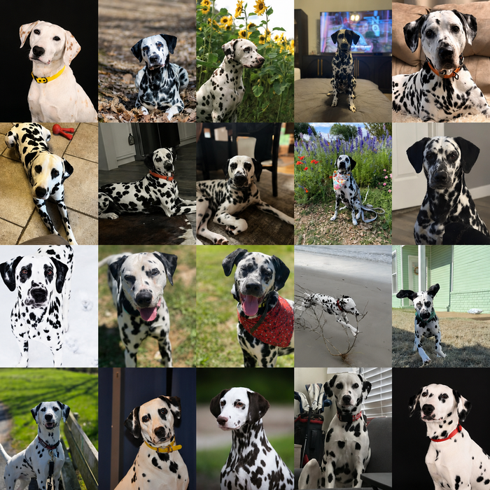 Meet Our Dogs of the Month — June