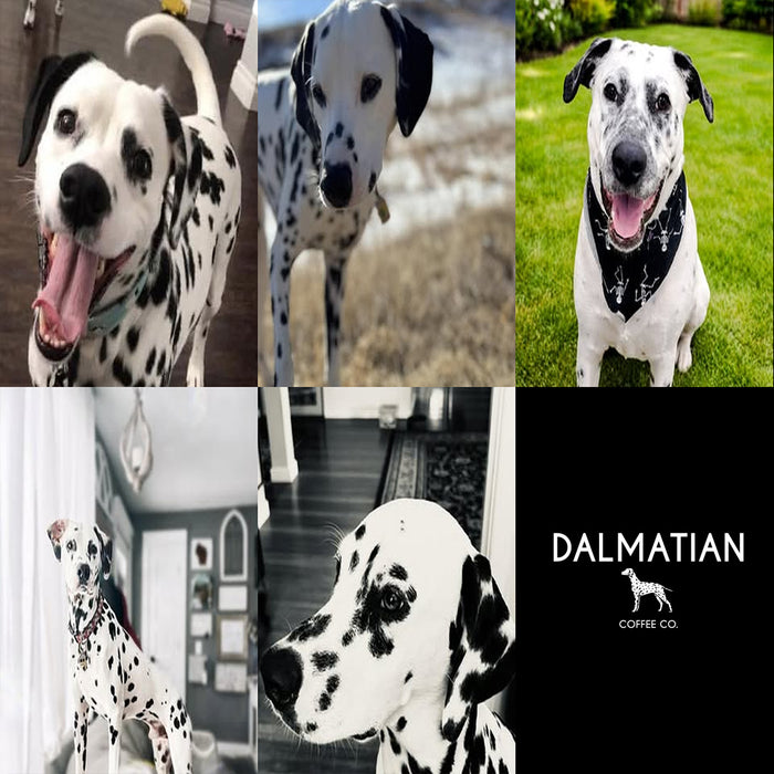 Meet Our Dogs of the Month — March