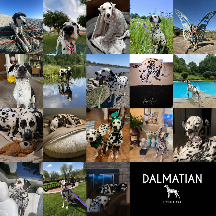 Meet Our Dogs of the Month — May
