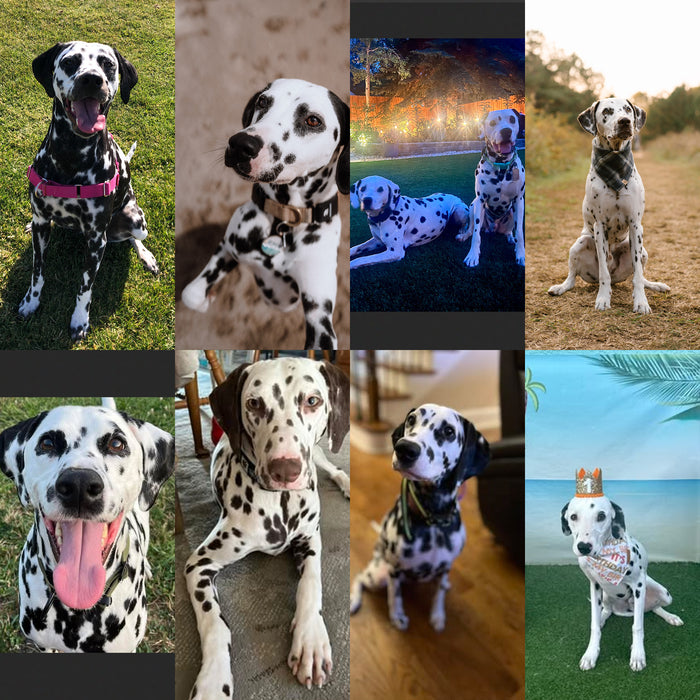 Meet Our Dogs of the Month — November