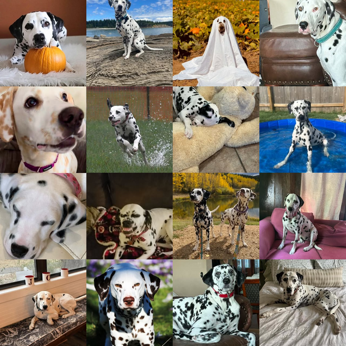 Meet Our Dogs of the Month — October 2026