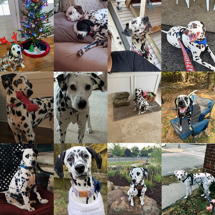 Meet Our Dogs of the Month — October