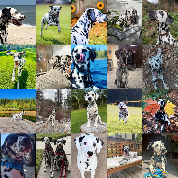 Meet Our Dogs of the Month — September 2026