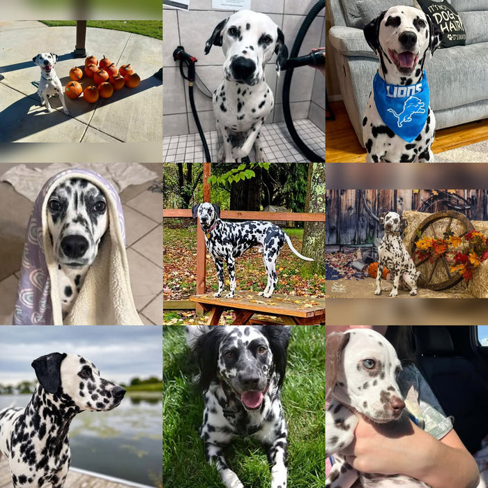 Meet Our Dogs of the Month — November 2026