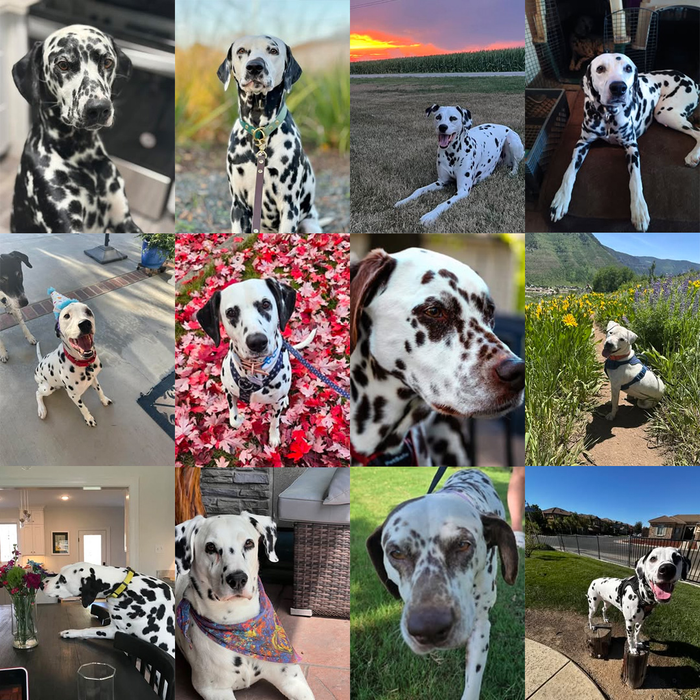 Meet Our Dogs of the Month — September