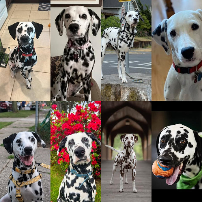 Meet Our Dogs of the Month — August